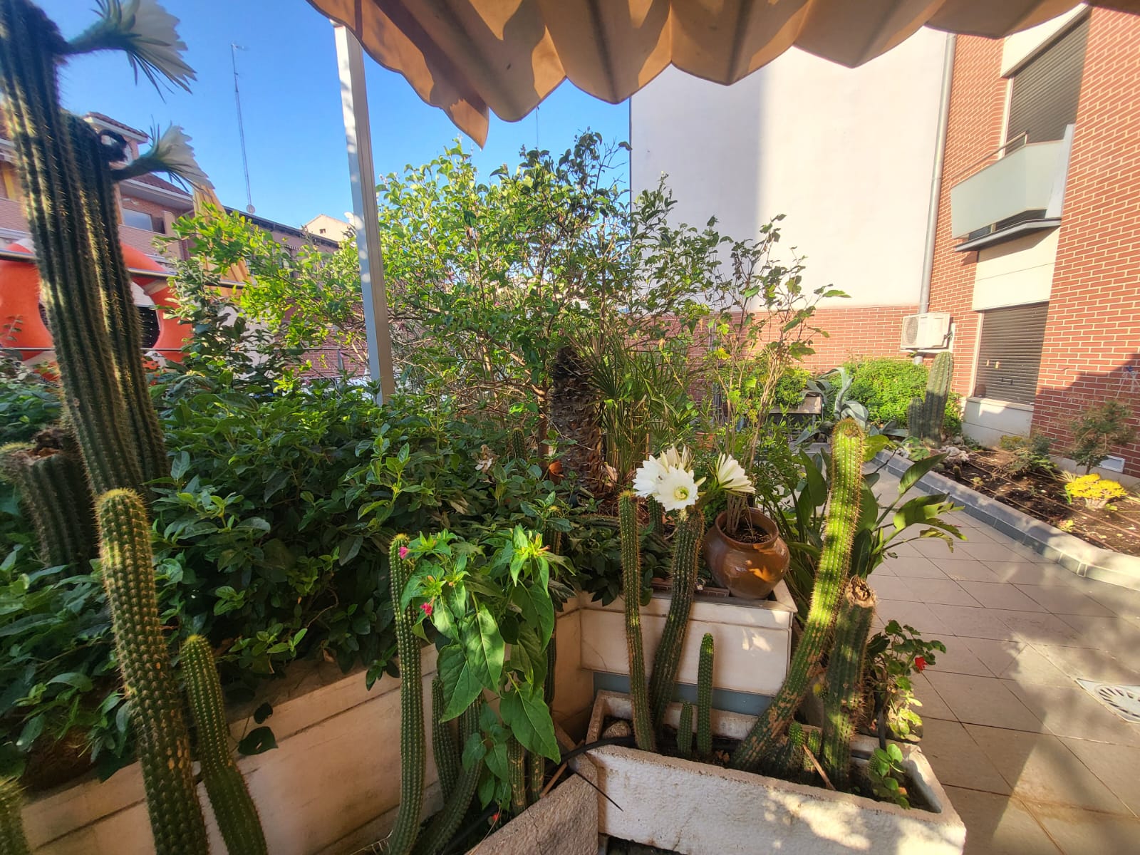 terraza